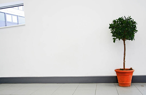 Mirar sólo la pared blanca es difícil, es más fácil mirar la maceta y así ¡ni verás la ventana!