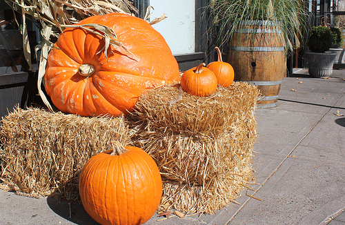 Concurso de Calabazas