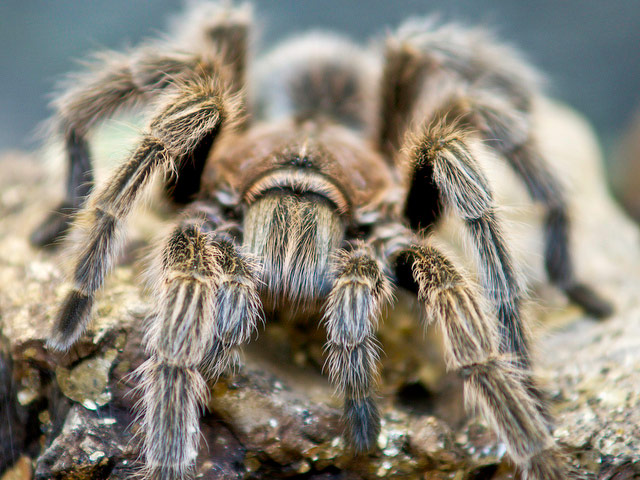 Que las tarántulas coman insectos vivos es un pensamiento de la Naturaleza, no una idea.