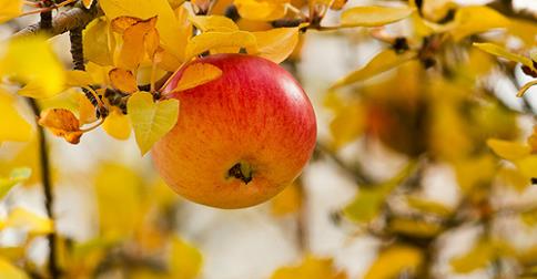 Ego, fruto del árbol del conocimiento del bien y del mal